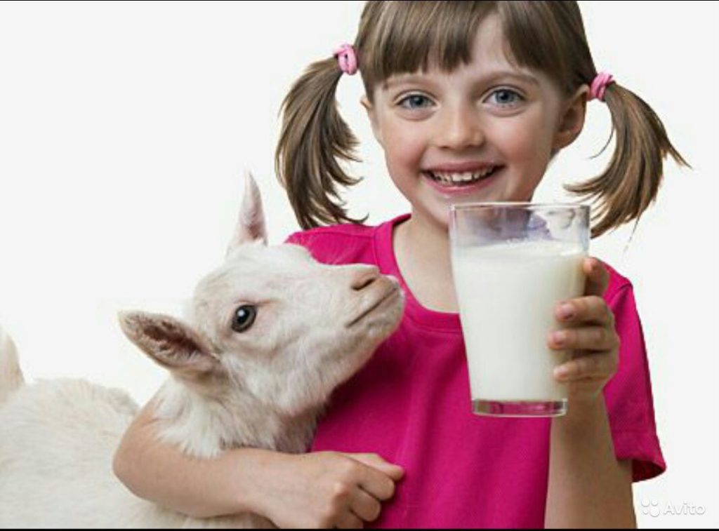 Козье молоко при аллергии