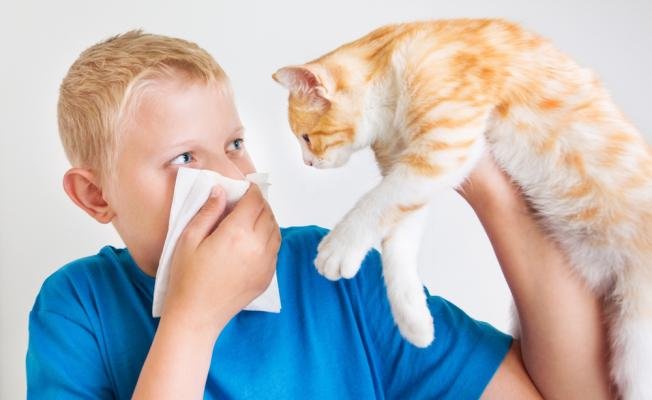 Аллергия на кошек у детей