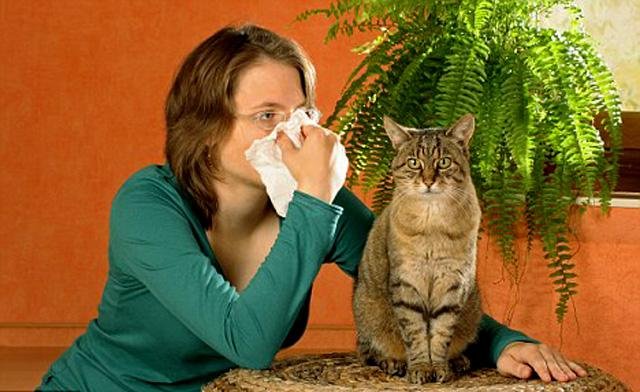 Аллергия на кошек