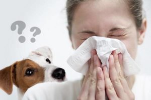 Аллергия на собак
