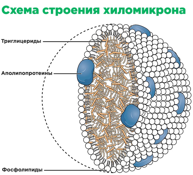 Схема строения хиломикрона