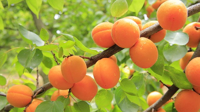 абрикосовое дерево