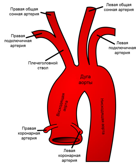 Брахиоцефальные артерии