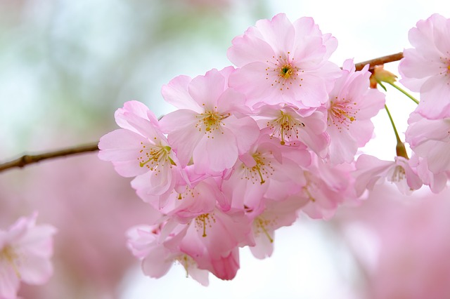 цветок вишни