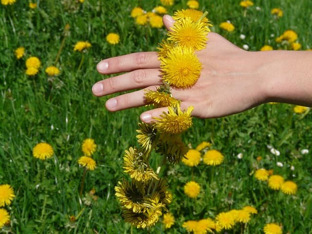 Аллергия на одуванчики: как справиться с обострением аллергологического заболевания в период цветения растения?