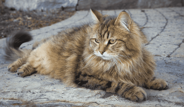 Гипоаллергенные кошки миф или реальность?