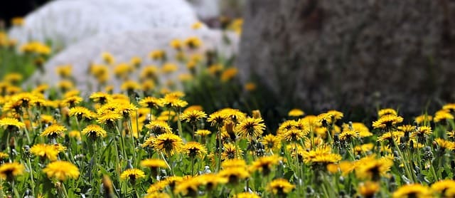 Аллергия на одуванчики: как справиться с обострением аллергологического заболевания в период цветения растения?