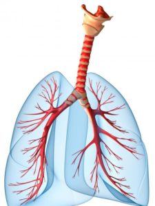 Аллергия дыхательных путей