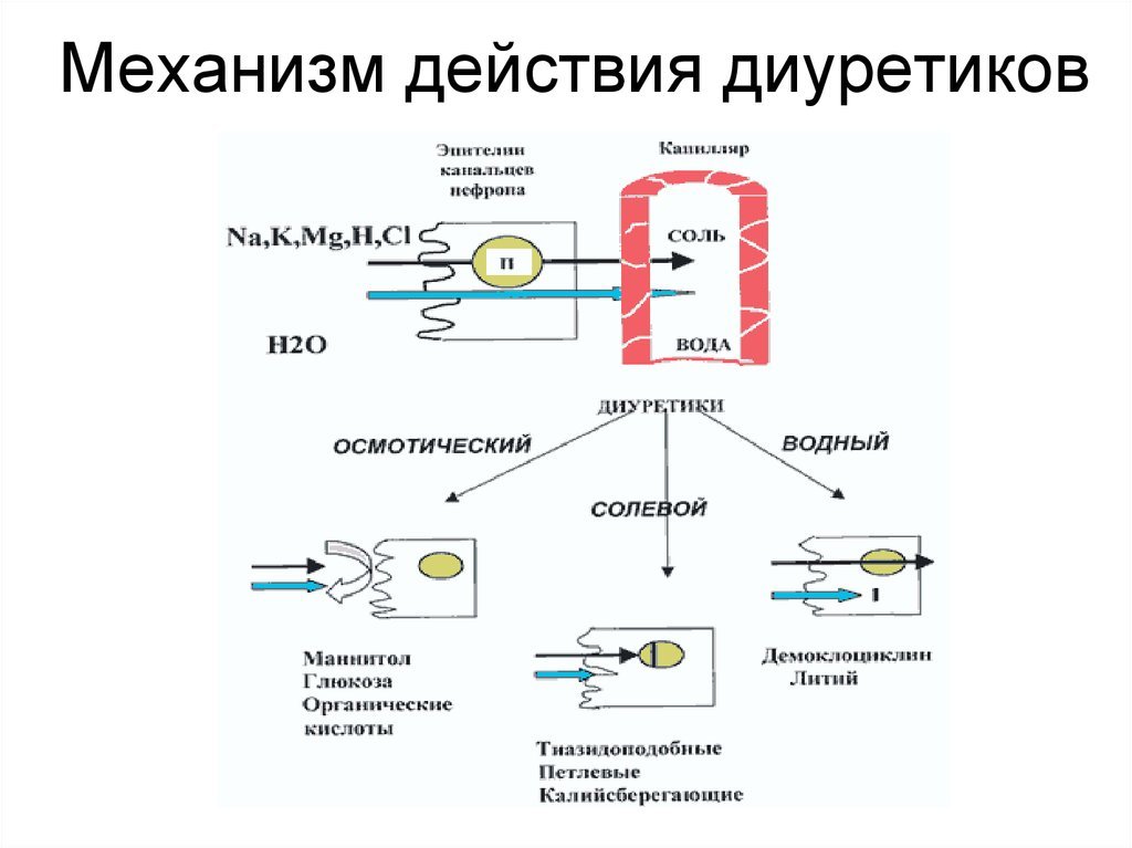 Точки приложения диуретиков схема - 90 фото