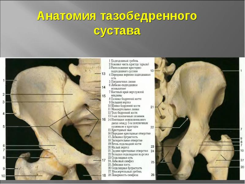 Анатомия тазобедренного сустава человека схема расположения