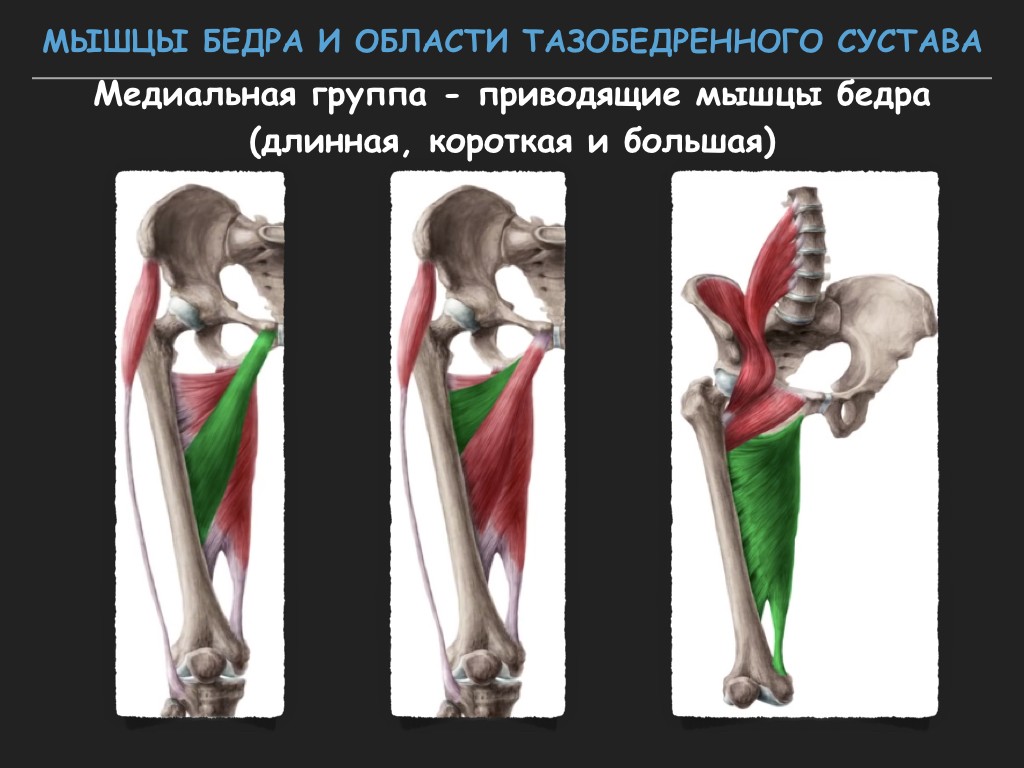 Ротация бедра мышцы