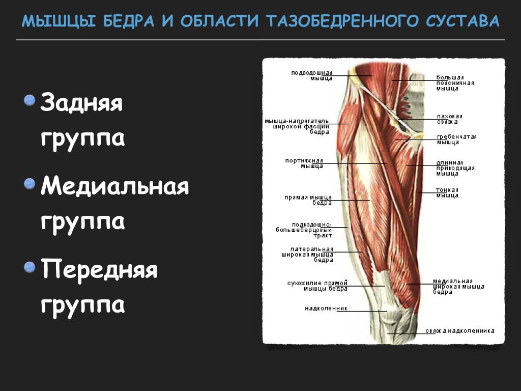 Мышцы бедра анатомия человека картинки