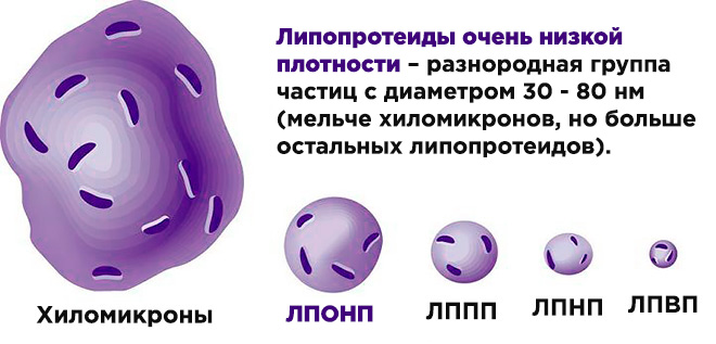 Очень низкой плотности. Липопротеиды очень низкой плотности. ЛПОНП липопротеиды очень низкой плотности. Липиды очень низкой плотности. Хиломикроны и ЛПОНП.