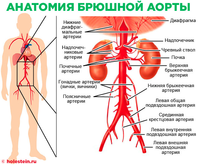 Аорта рисунок анатомия