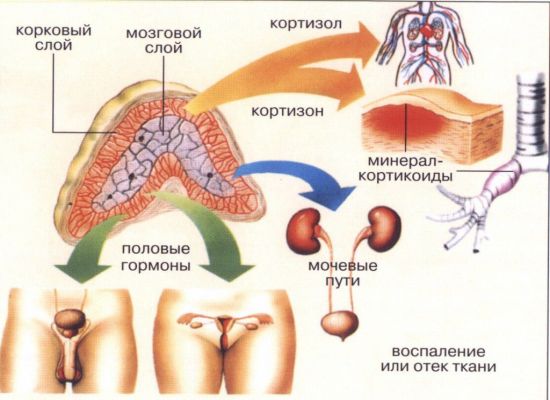 Симптомы заболеваний надпочечников, их диагностика и лечение