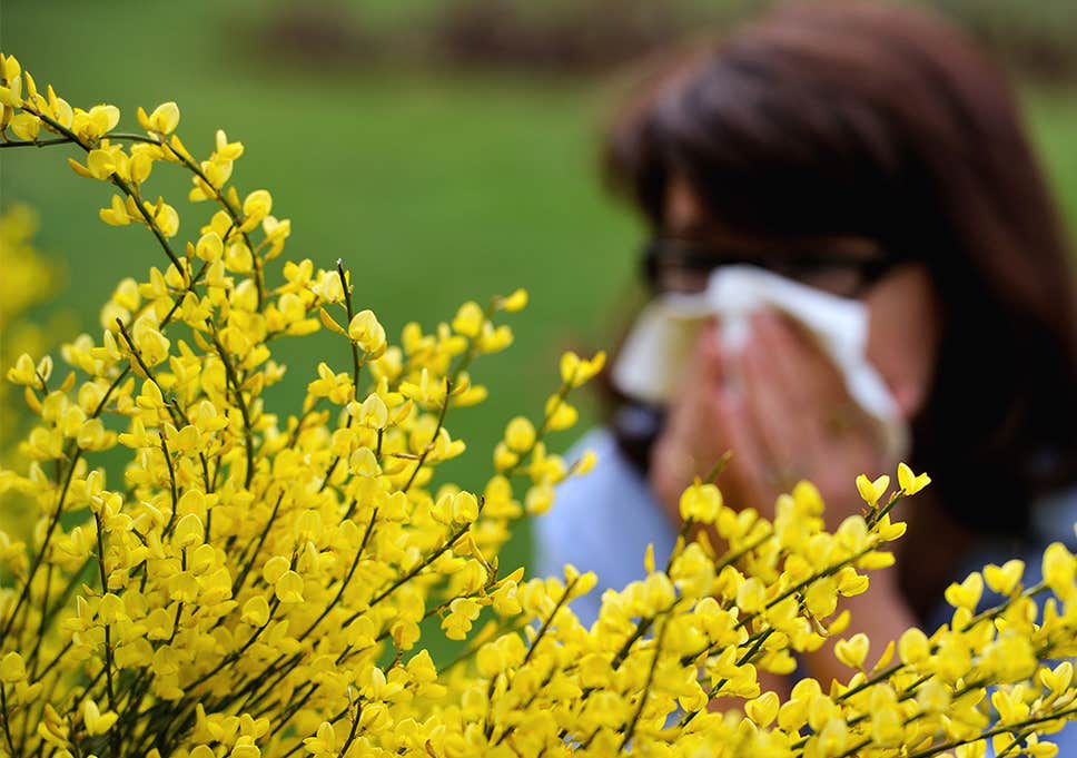 Аллергия на цветение весной фото