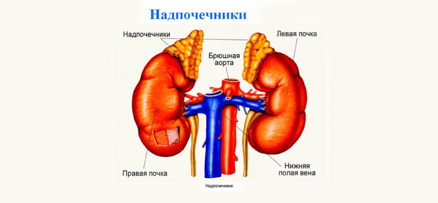 Расположение органов у человека надпочечники