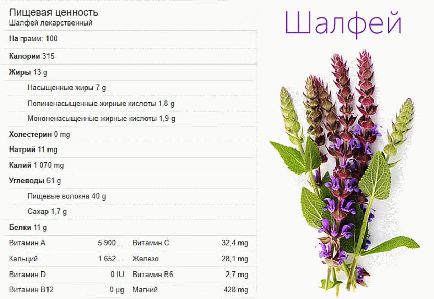 Польза шалфея. Шалфей лечебные свойствв. Шалфей лекарственный латынь. Шалфей целебные свойства растения. Листья шалфея на латинском.